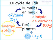 Le cycle de l'air et la regénération de l'oxygène par la photosynthèse